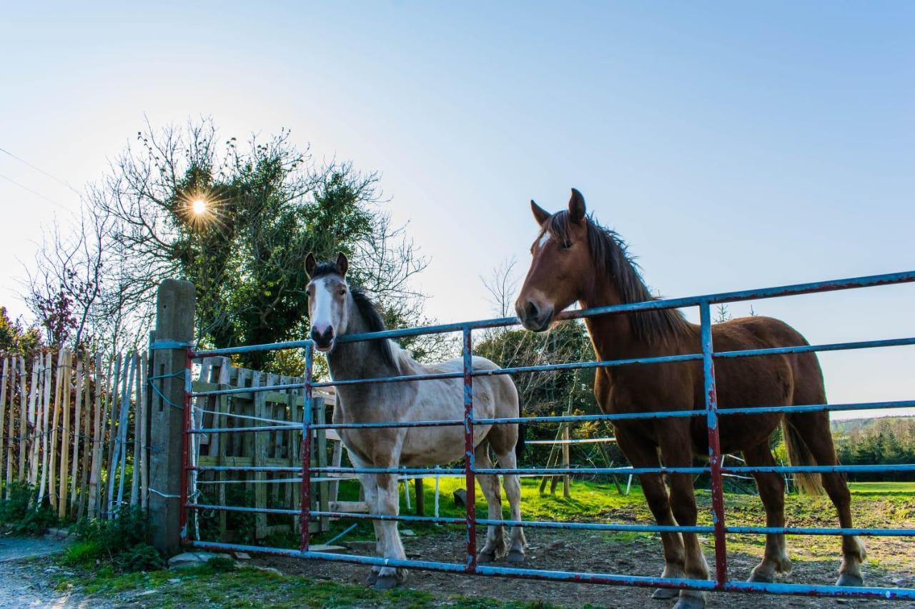 The Heights & Hollows Farmhouse, Saul, Downpatrick, Sleeps 14 ภายนอก รูปภาพ